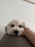 채*
